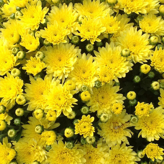A cluster of 'Moonglow Yellow' Garden Mum (Chrysanthemum) flowers in full bloom, featuring vibrant yellow petals surrounded by green buds and foliage. - Photo Courtesy of Ball Horticulture 