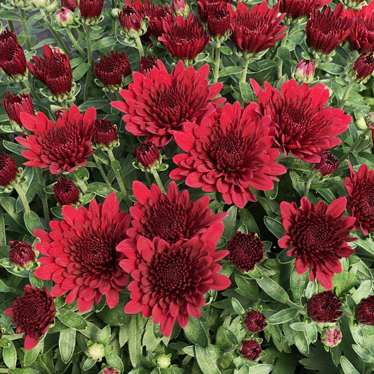 Morgana Red' Garden Mum (Chrysanthemum) - Photo Property of Garden Crossings LLC