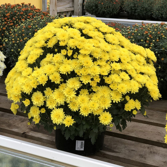 A large 'Morgana Yellow' Garden Mum (Chrysanthemum), featuring dense clusters of bright yellow blooms, sits on a wooden surface in a greenhouse with similar flowering plants visible in the background. - Photo Property of Garden Crossings LLC
