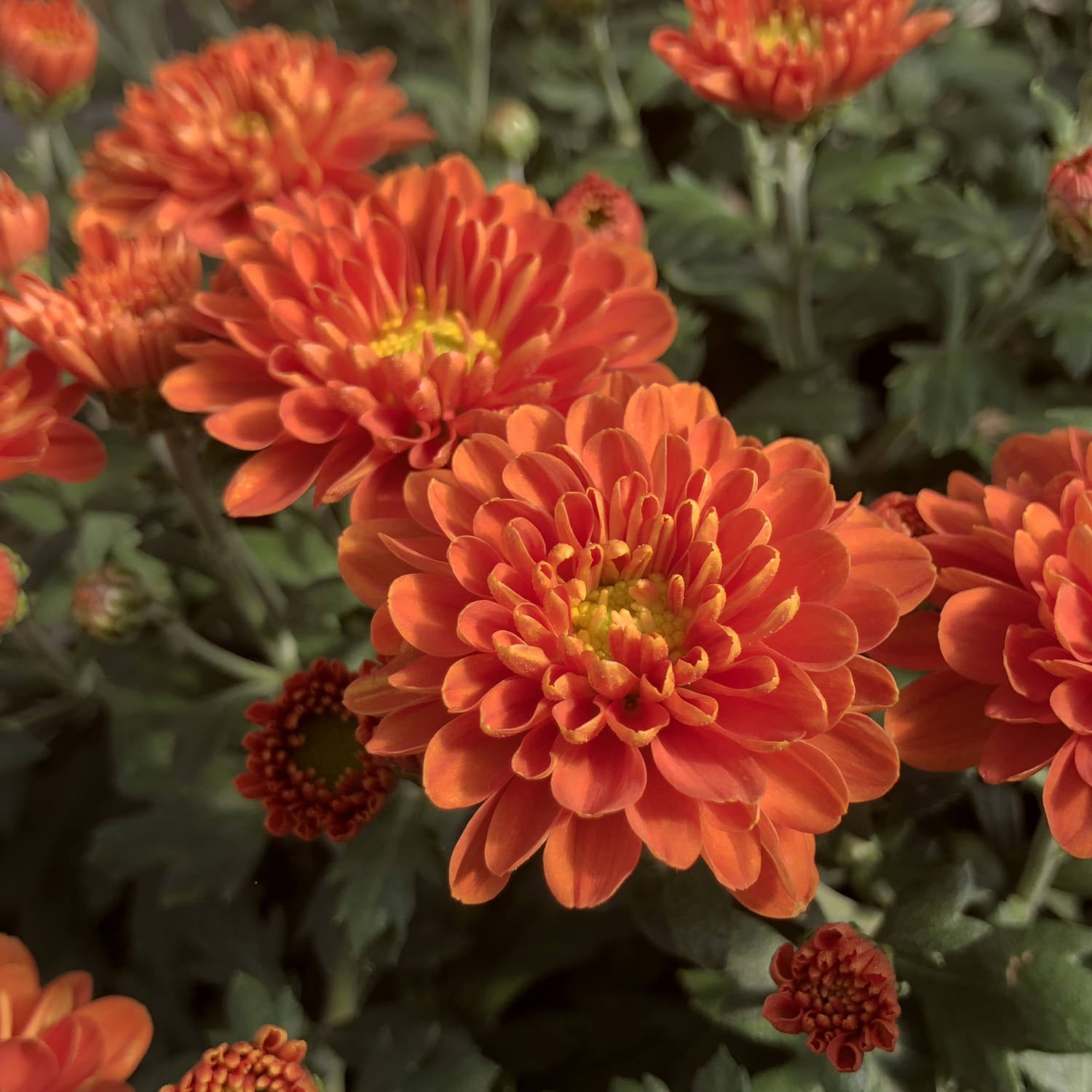 Orange Zest' Garden Mum (Chrysanthemum) - Photo Property of Garden Crossings LLC