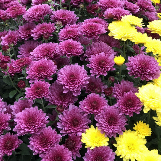 A cluster of 'Paradiso Pink' Garden Mum (Chrysanthemum) features vibrant purple blooms with pops of yellow, creating a lively and colorful fall garden display with this eye-catching perennial. - Photo Property of Garden Crossings LLC