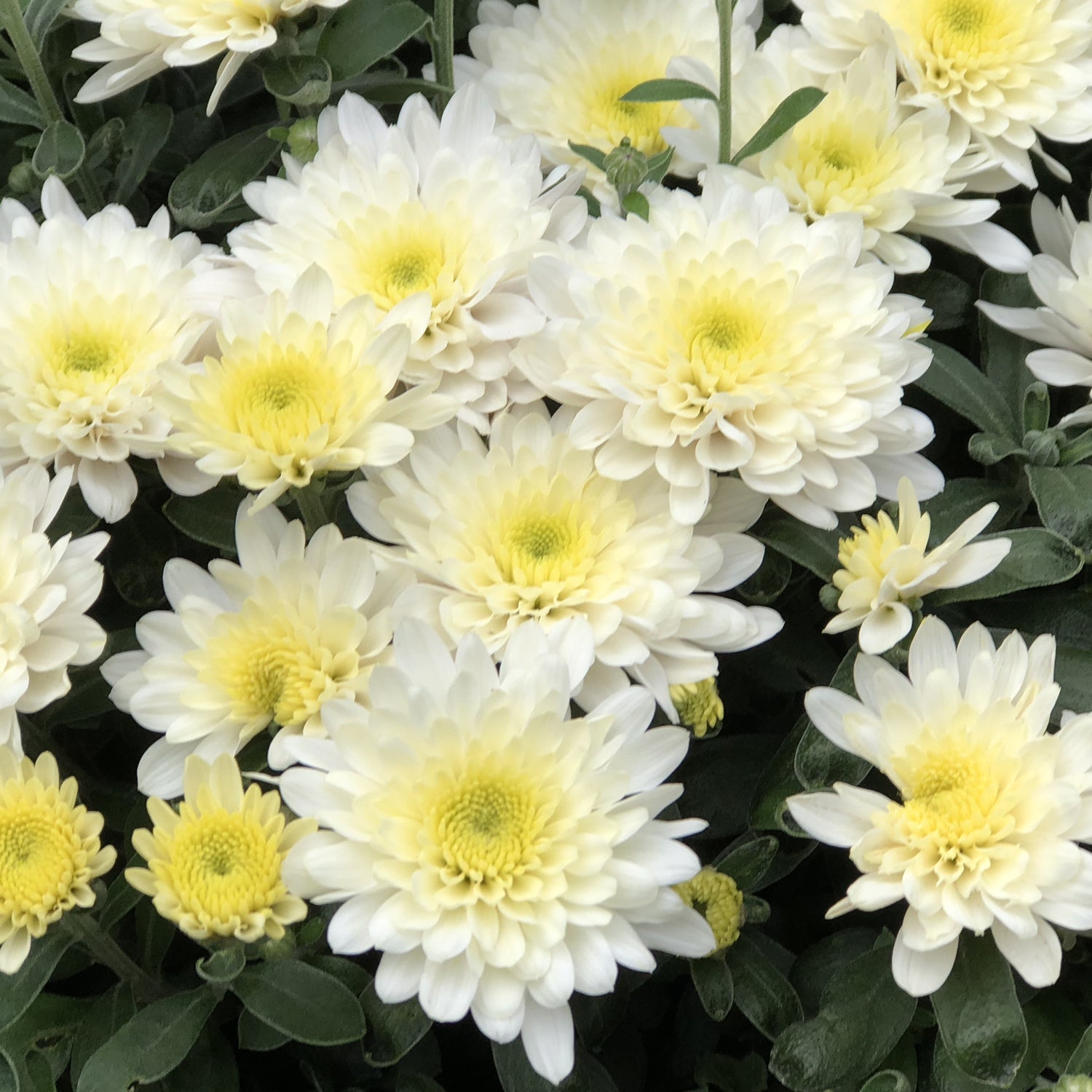 Paradiso White' Garden Mum (Chrysanthemum) - Photo Property of Garden Crossings LLC