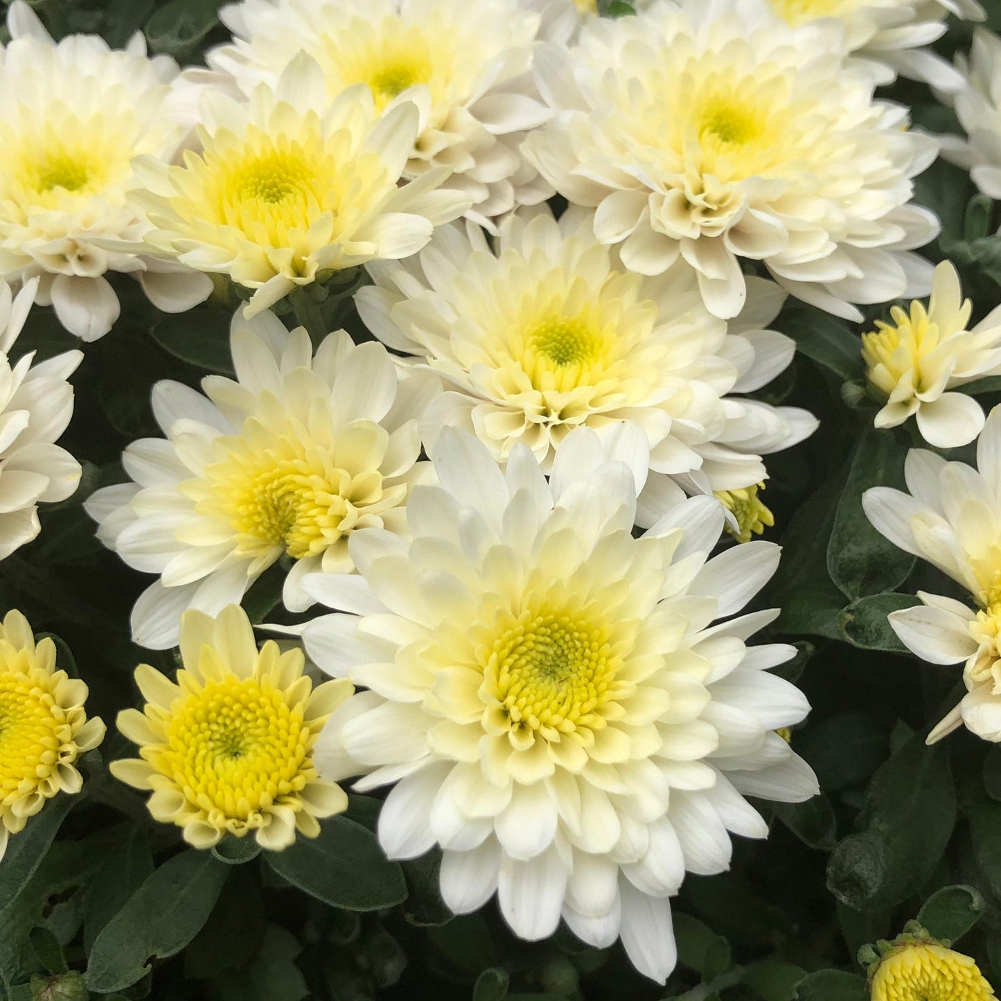 Paradiso White' Garden Mum (Chrysanthemum) - Photo Property of Garden Crossings LLC