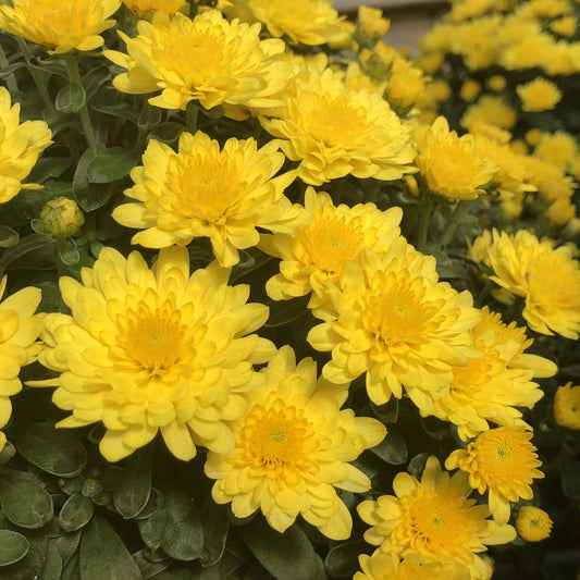 A cluster of 'Paradiso Yellow' Garden Mum (Chrysanthemum) blooms in vivid yellow, creating a dense, cheerful display of fall color amid lush green leaves. - Photo Property of Garden Crossings LLC