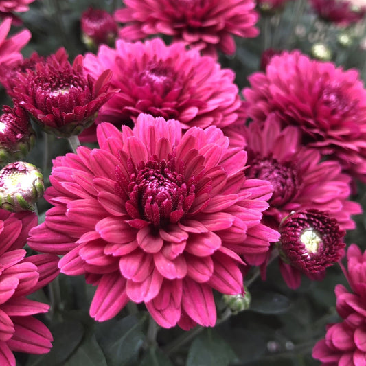 Close-up of vibrant magenta 'Plumberry' Garden Mum (Chrysanthemum) blooms, with lush green foliage and some unopened buds. Layered petals provide a rich texture, making this mum ideal for fall garden containers. - Photo Property of Garden Crossings LLC