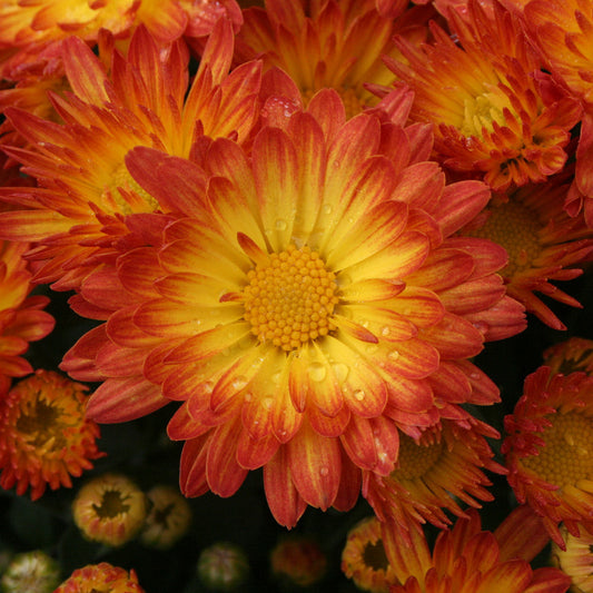 Close-up of Stacy™ Dazzling Orange Garden Mum (Chrysanthemum) with vibrant orange and yellow petals. Dewdrops sparkle on the main bloom, making it ideal for fall décor among other blossoms and buds. - Photo Courtesy of Ball Horticulture 