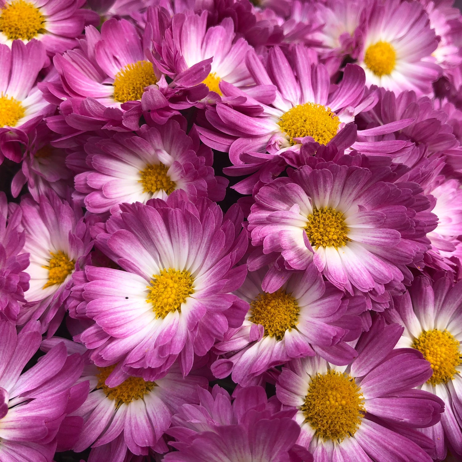 Stacy Pink' Garden Mum (Chrysanthemum) - Photo Property of Garden Crossings LLC