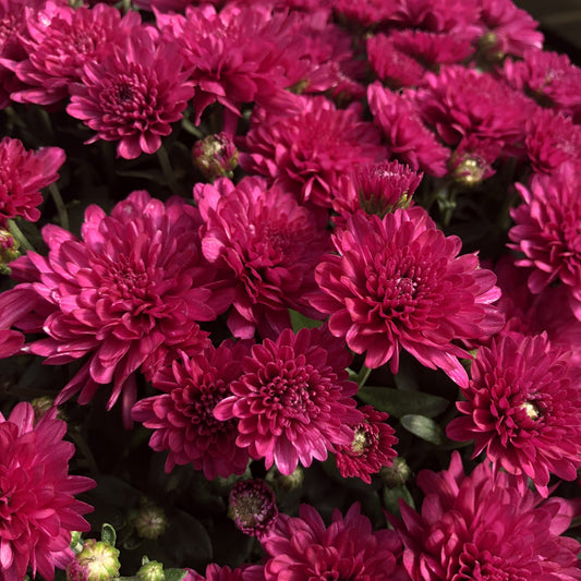Wanda Purple' Garden Mum (Chrysanthemum) showcases vibrant magenta blooms with lush green foliage—an ideal fall-blooming flower to enhance any garden. - Photo Property of Garden Crossings LLC