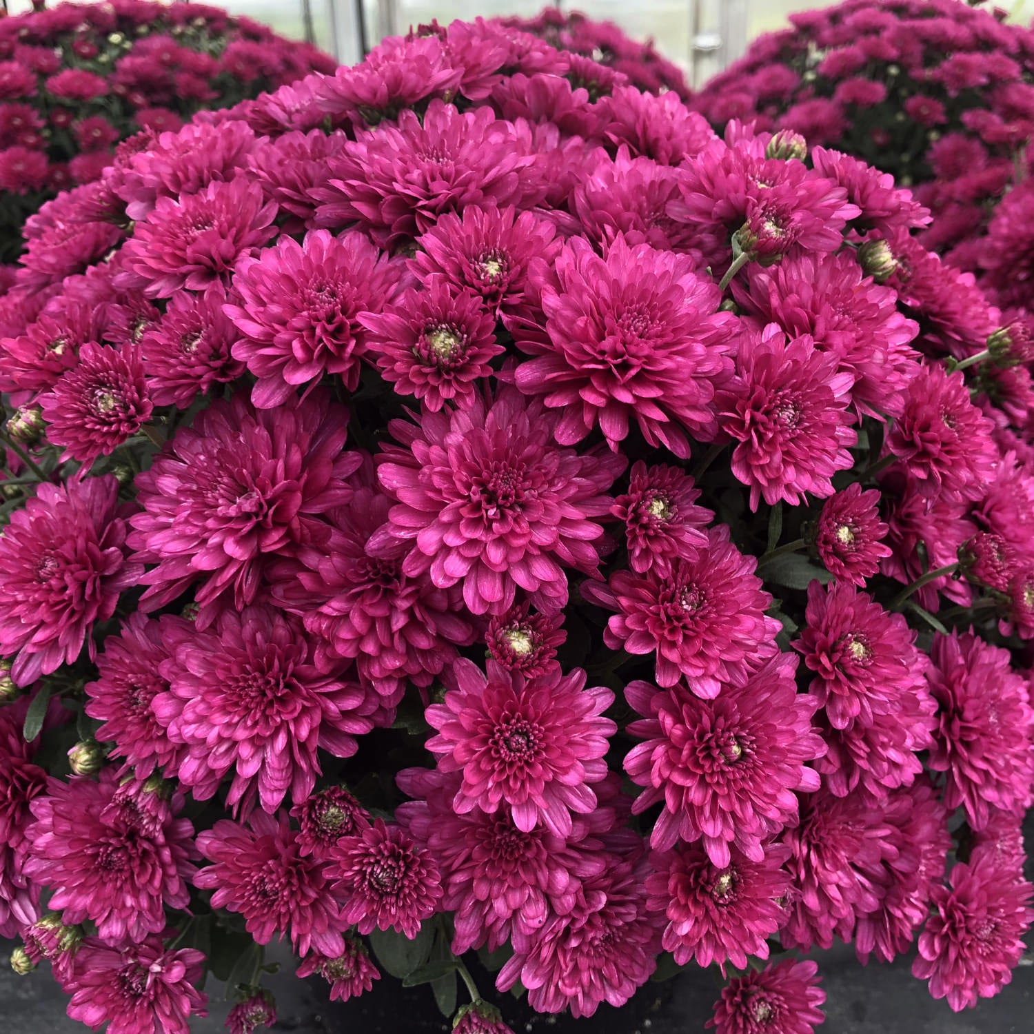 Wanda Purple' Garden Mum (Chrysanthemum) - Photo Property of Garden Crossings LLC
