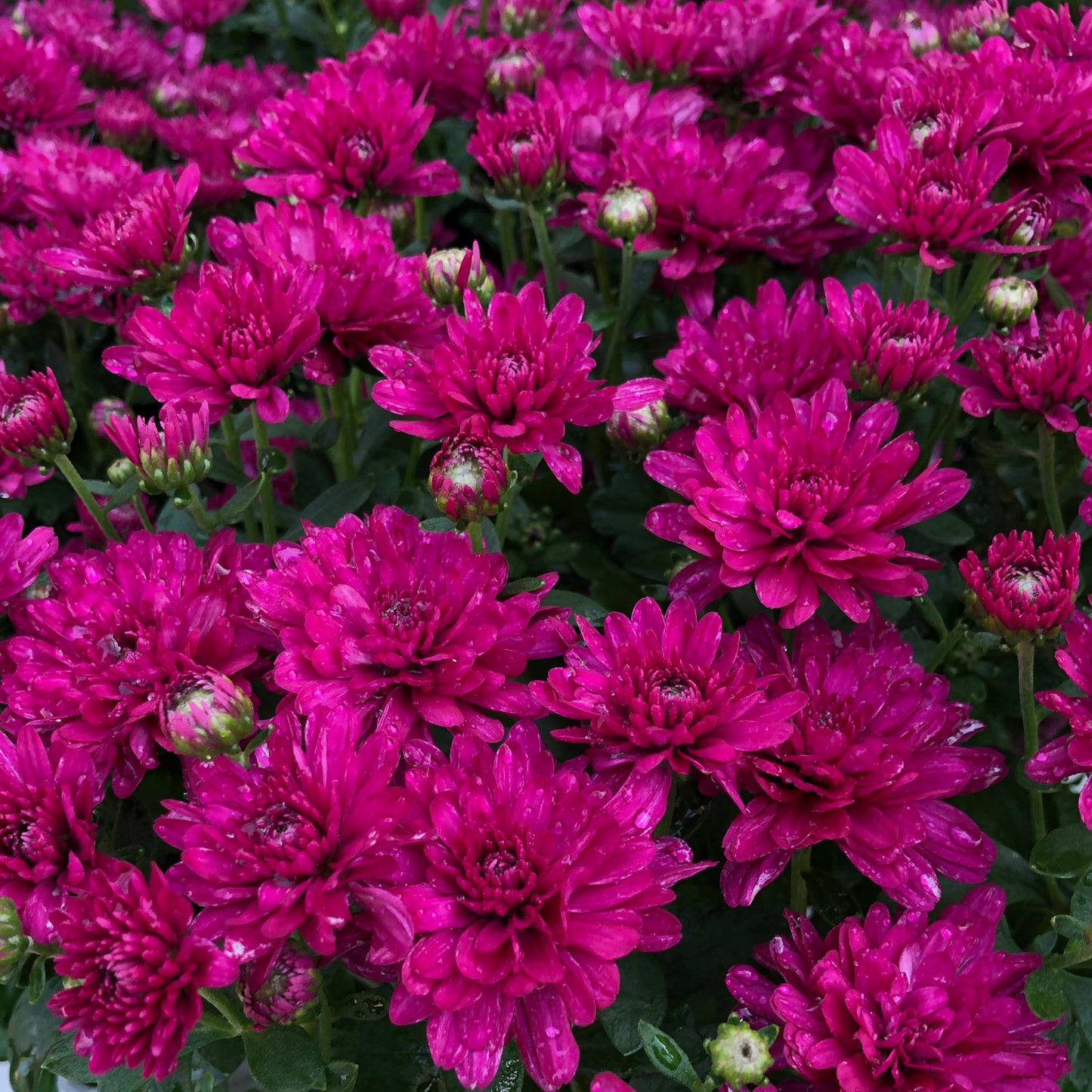 Wanda Purple' Garden Mum (Chrysanthemum) - Photo Property of Garden Crossings LLC