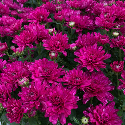 Wanda Purple' Garden Mum (Chrysanthemum) - Photo Property of Garden Crossings LLC