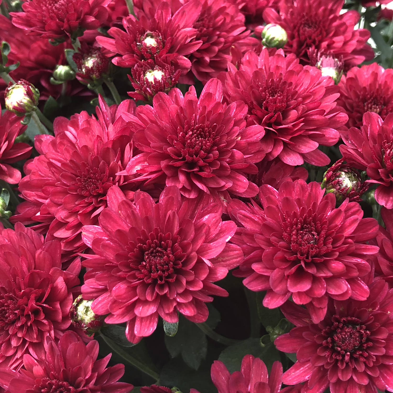 Wanda Red' Garden Mum (Chrysanthemum) - Photo Property of Garden Crossings LLC