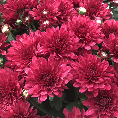 Wanda Red' Garden Mum (Chrysanthemum) - Photo Property of Garden Crossings LLC