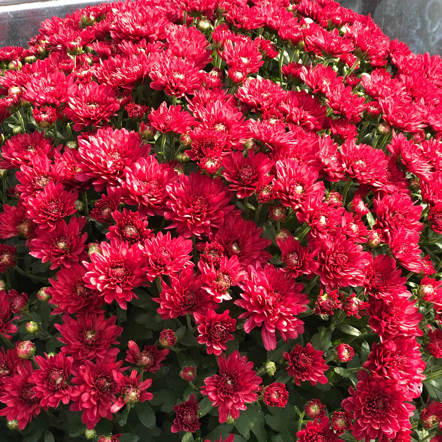 Wanda Red' Garden Mum (Chrysanthemum) - Photo Property of Garden Crossings LLC
