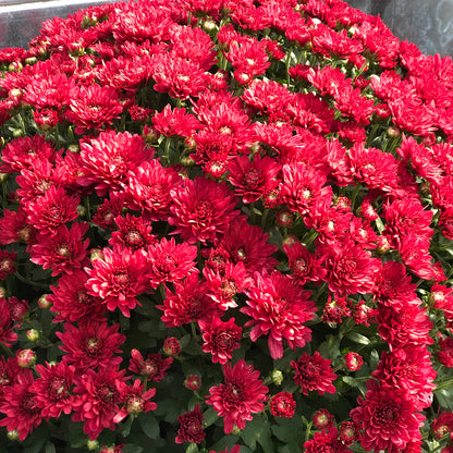 Wanda Red' Garden Mum (Chrysanthemum) - Photo Property of Garden Crossings LLC