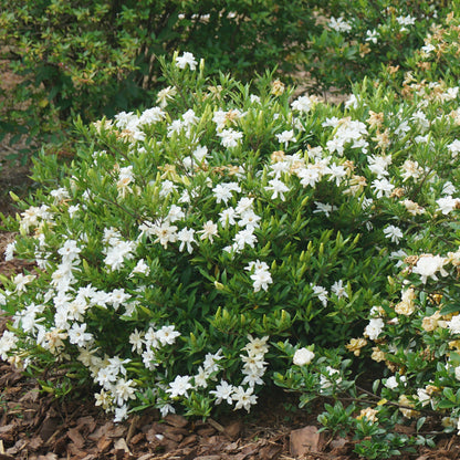 Steady As She Goes® Gardenia - Photo Courtesy of Proven Winners, Inc.