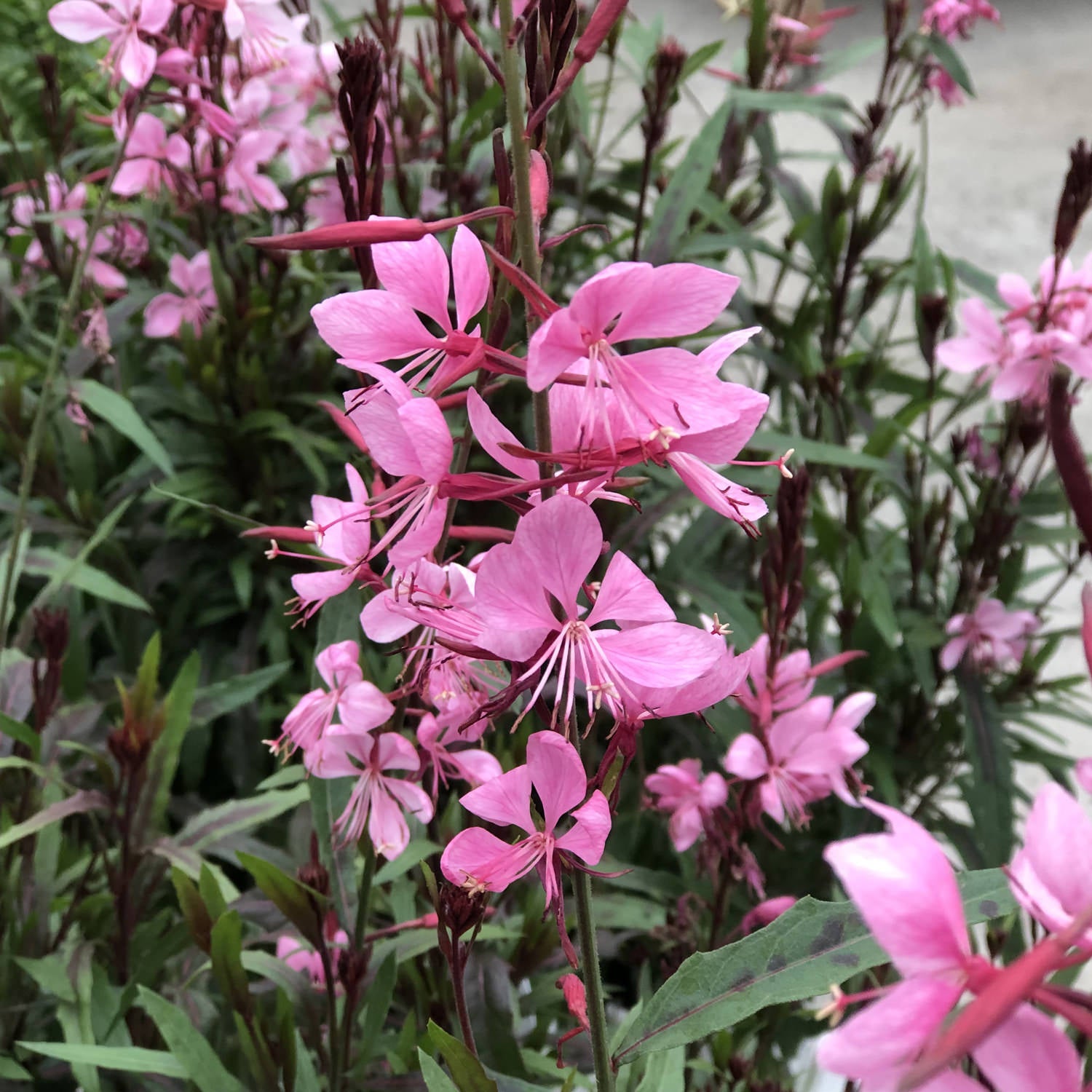 Karalee® Petite Pink Butterfly Flower (Gaura) - Photo Property of Garden Crossings LLC
