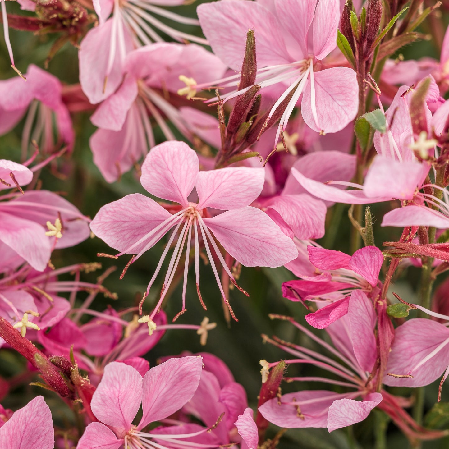 Karalee® Petite Pink Butterfly Flower (Gaura) - Photo Courtesy of Proven Winners, Inc.
