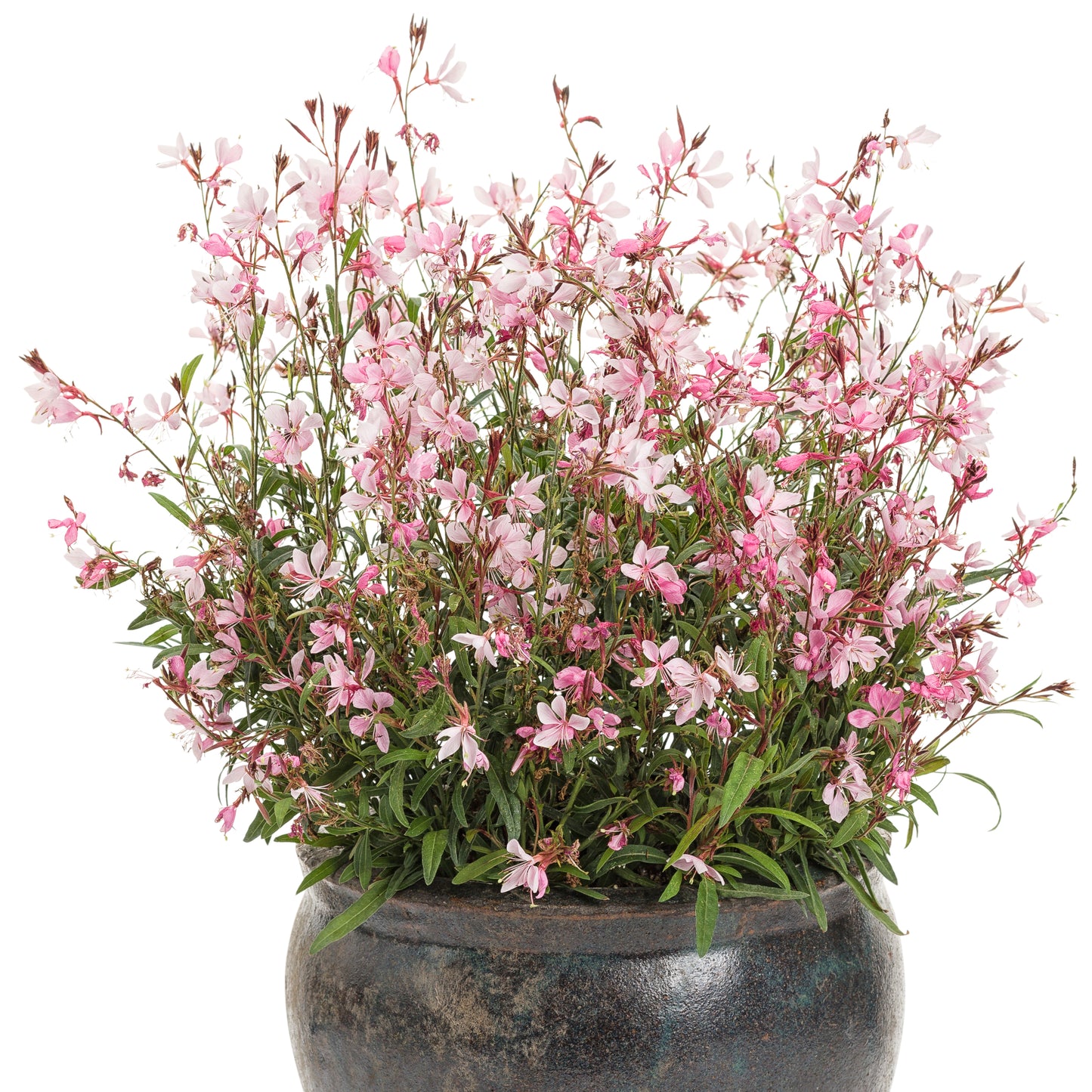 Karalee® Petite Pink Butterfly Flower (Gaura) - Photo Courtesy of Proven Winners, Inc.