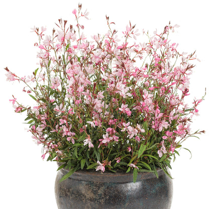 Karalee® Petite Pink Butterfly Flower (Gaura) - Photo Courtesy of Proven Winners, Inc.