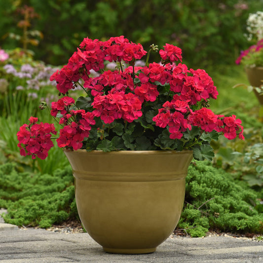 Solera™ Fuchsia Zonal Geranium (Pelargonium) - Photo Courtesy of Ball Horticulure, Inc.