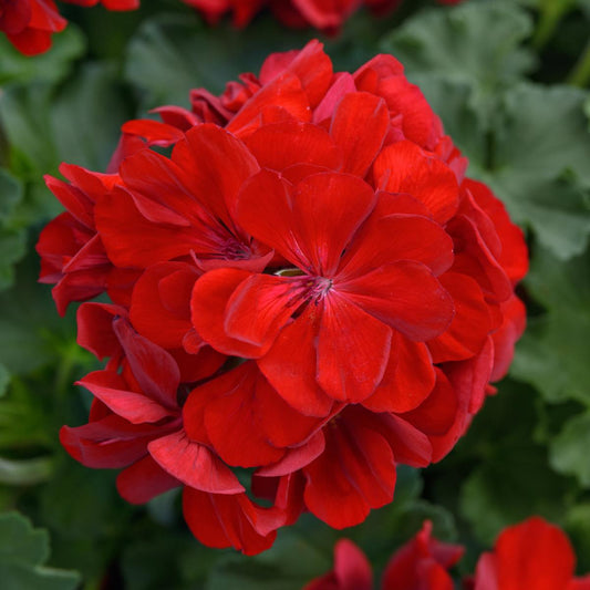 Solera™ Dark Red Zonal Geranium (Pelargonium) - Photo Courtesy of Ball Horticulure, Inc.