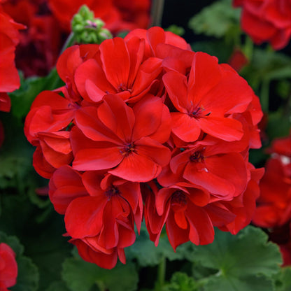 Solera™ Red Zonal Geranium (Pelargonium) - Photo Courtesy of Ball Horticulure, Inc.