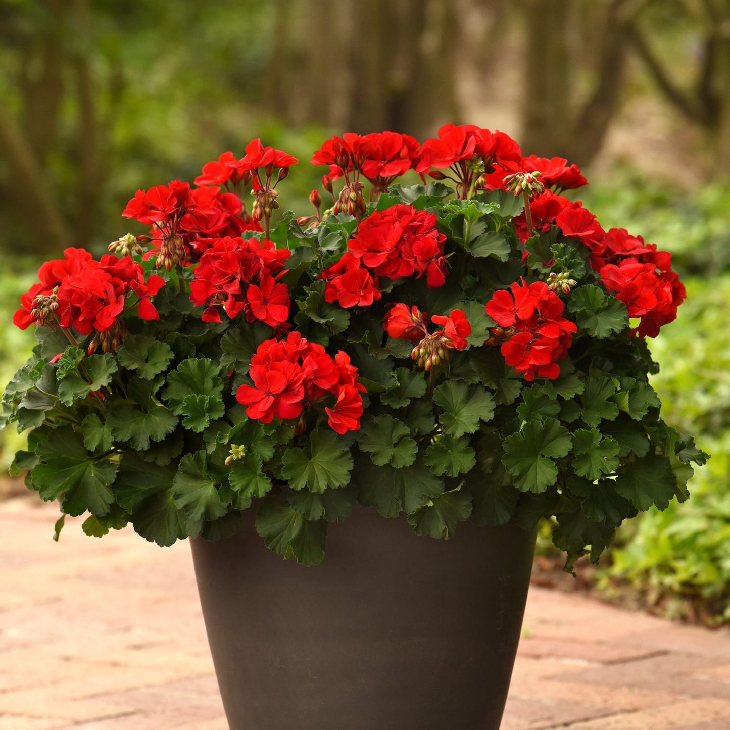 Solera™ Red Zonal Geranium (Pelargonium) - Photo Courtesy of Ball Horticulure, Inc.