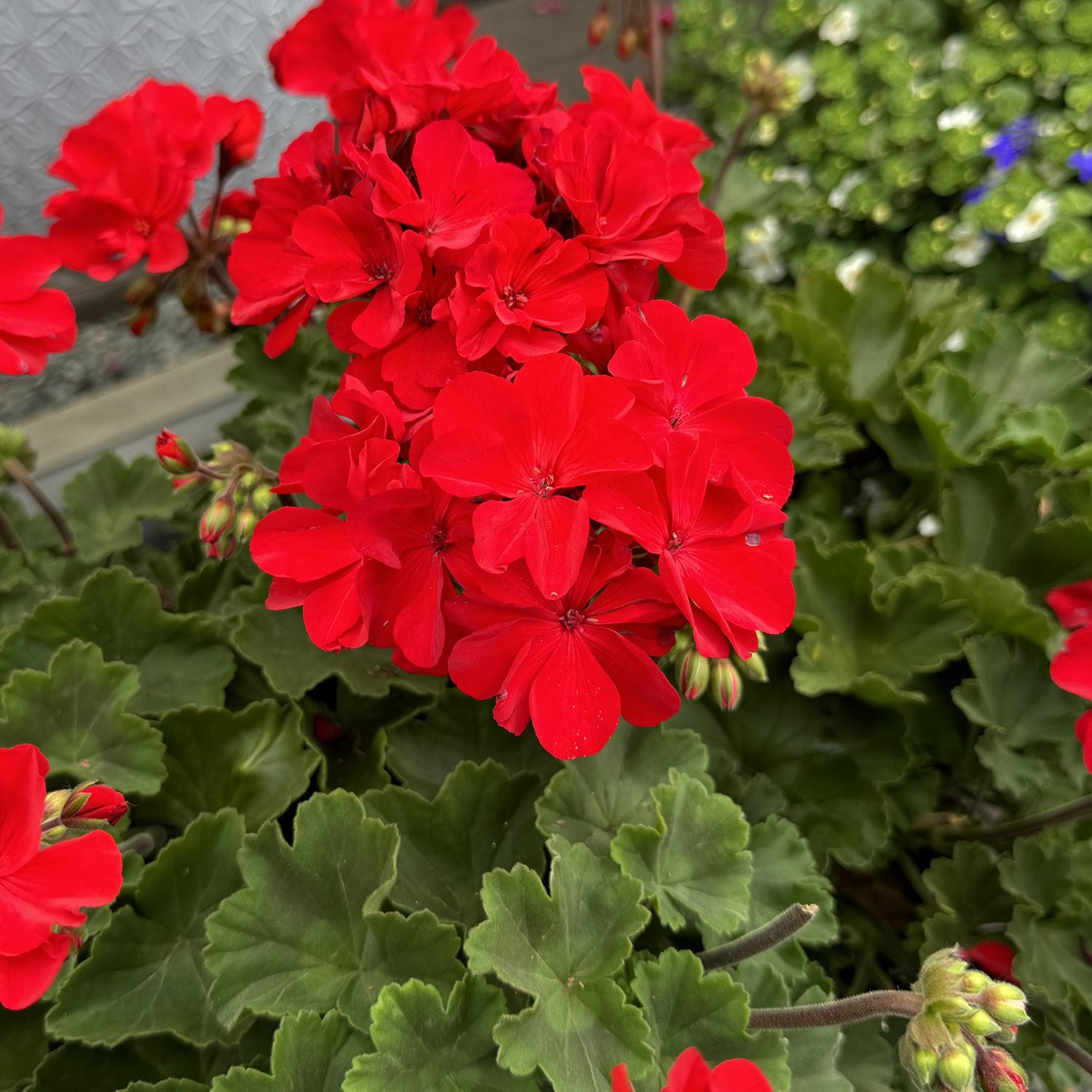 Solera™ Red Zonal Geranium (Pelargonium) - Photo Property of Garden Crossings LLC