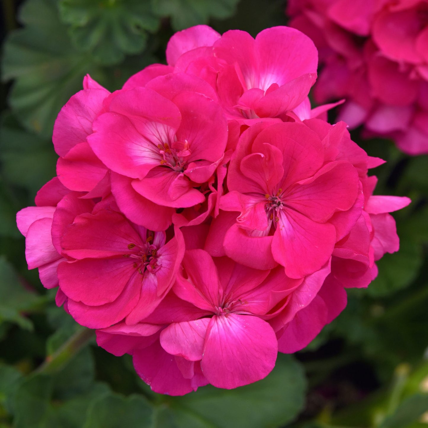 Close-up of pink Solera™ Watermelon Zonal Geranium (Pelargonium) bloom and blurred green foliage in background - Photo Courtesy of Ball Horticulure, Inc.