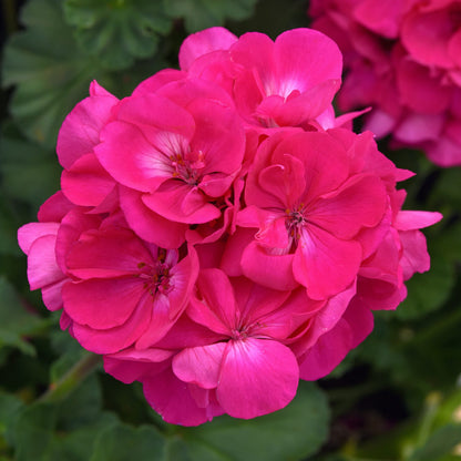 Close-up of pink Solera™ Watermelon Zonal Geranium (Pelargonium) bloom and blurred green foliage in background - Photo Courtesy of Ball Horticulure, Inc.
