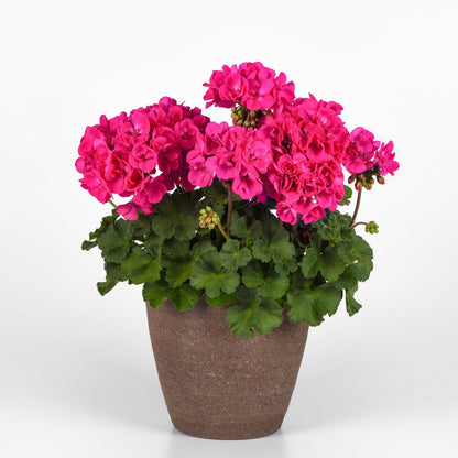 A brown pot with lush green leaves and blooming pink-red Solera™ Watermelon Zonal Geranium (Pelargonium) flowers, set against a plain white background - Photo Courtesy of Ball Horticulure, Inc. Decorative pot not included.