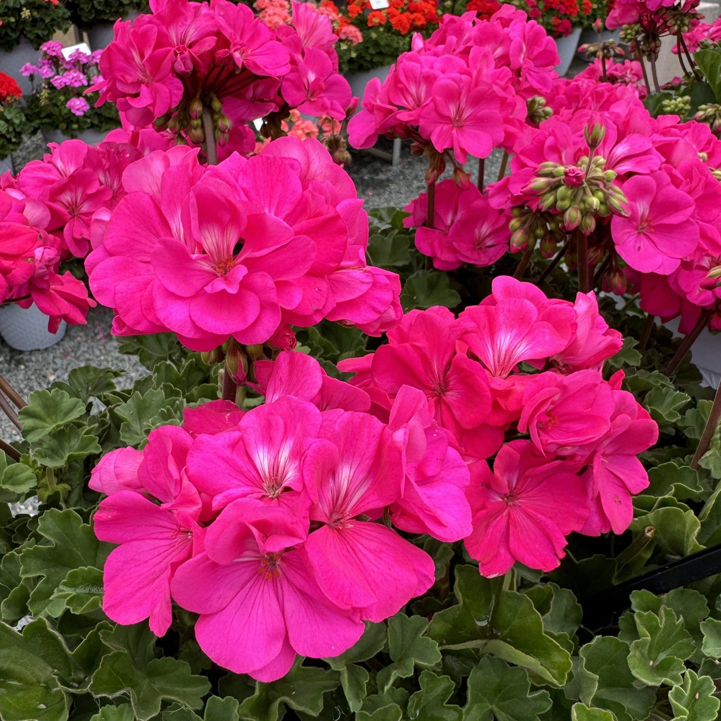 Solera™ Watermelon Zonal Geranium (Pelargonium) displays bright pink blooms with vibrant clusters of petals and ruffled green leaves, set among other container plants and potted flowers in the background - Photo Property of Garden Crossings LLC.