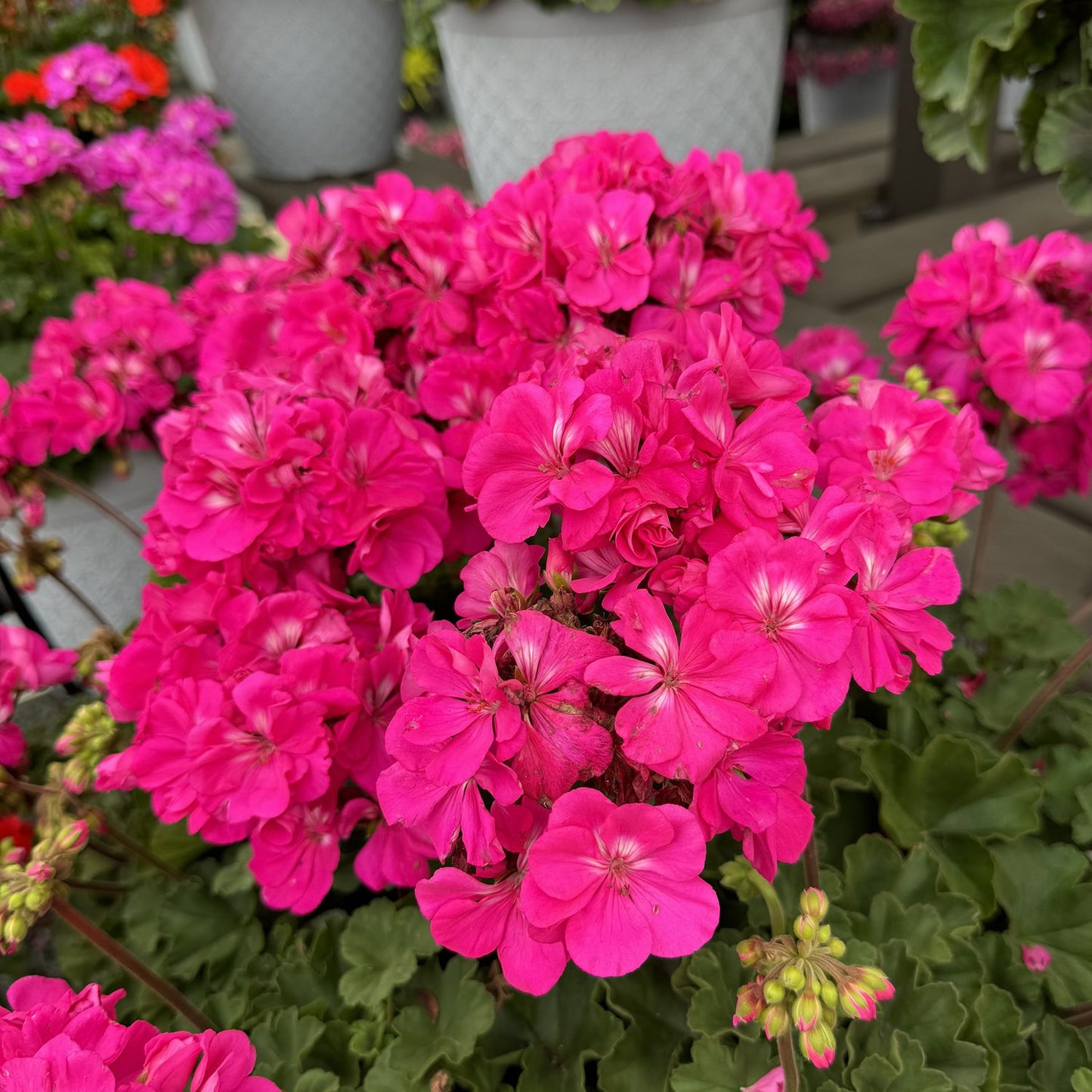 Vibrant Solera™ Watermelon Zonal Geranium (Pelargonium) blooms in bright pink with lush green leaves, displayed among container plants and softly blurred garden flowers - Photo Property of Garden Crossings LLC.