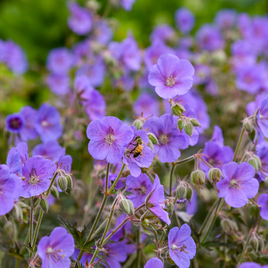Boom Chocolatta' Cranesbill (Geranium) - Photo Courtesy of Walters Gardens, Inc.