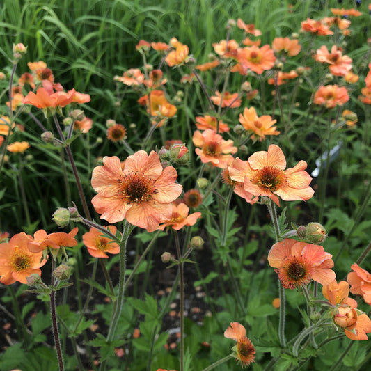 Totally Tangerine' Avens (Geum) - Photo Property of Garden Crossings LLC
