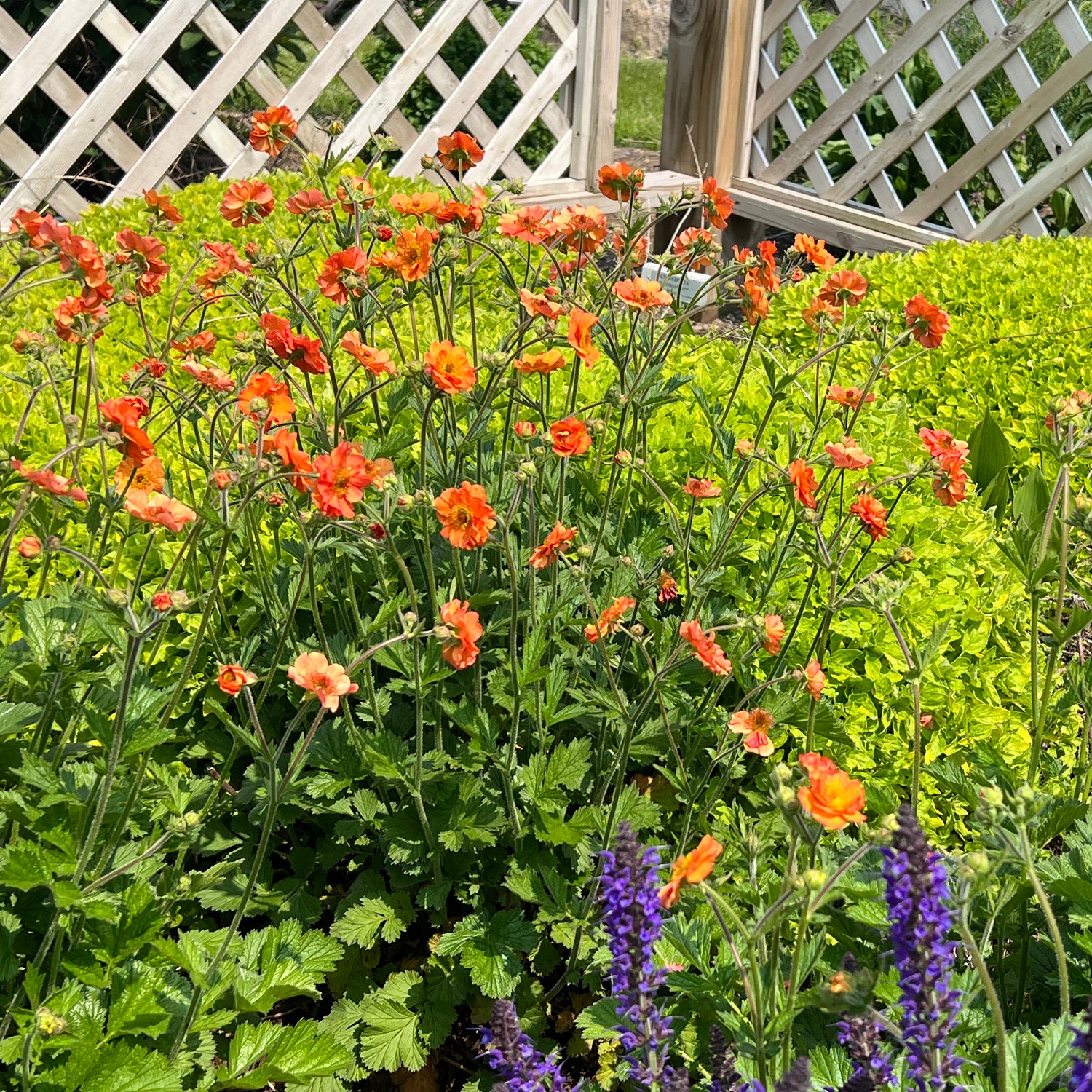 Orange 'Totally Tangerine' Avens (Geum) brightens a lush garden bed with green foliage, purple flowers in the foreground, and a white lattice fence behind - Photo Property of Garden Crossings LLC.