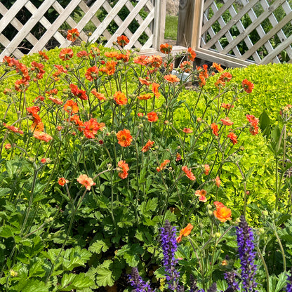 Orange 'Totally Tangerine' Avens (Geum) brightens a lush garden bed with green foliage, purple flowers in the foreground, and a white lattice fence behind - Photo Property of Garden Crossings LLC.