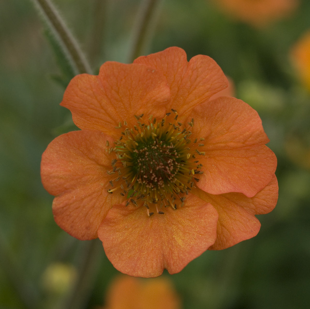 Close-up of a 'Totally Tangerine' Avens (Geum), featuring five broad orange petals and a green fuzzy center. This long-blooming perennial stands out vividly against a blurred green background - Photo Courtesy of Walters Gardens, Inc.