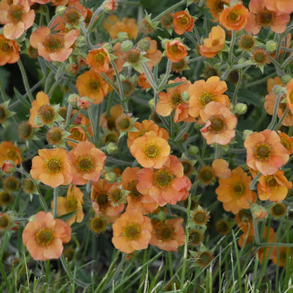'Totally Tangerine' Avens (Geum) features groups of orange flowers with yellow centers and fuzzy green stems, growing amid grass for a dense, vibrant, long-blooming perennial display - Photo Courtesy of Walters Gardens, Inc.