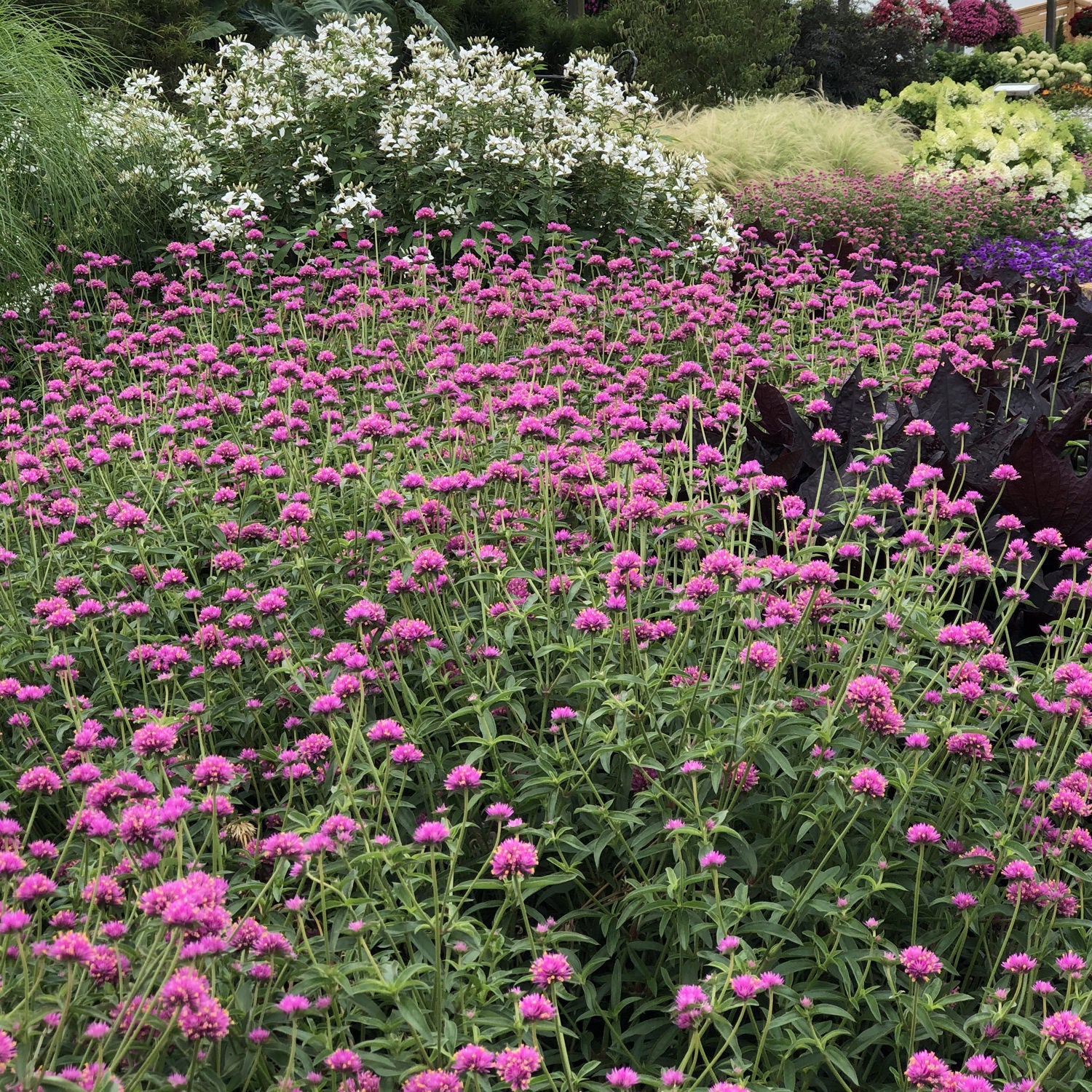 Truffula® Pink Globe Amaranth (Gomphrena) - Photo Property of Garden Crossings LLC