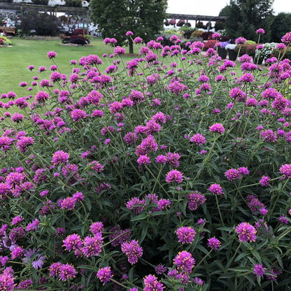 Truffula® Pink Globe Amaranth (Gomphrena) - Photo Property of Garden Crossings LLC