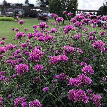 Truffula® Pink Globe Amaranth (Gomphrena) - Photo Property of Garden Crossings LLC