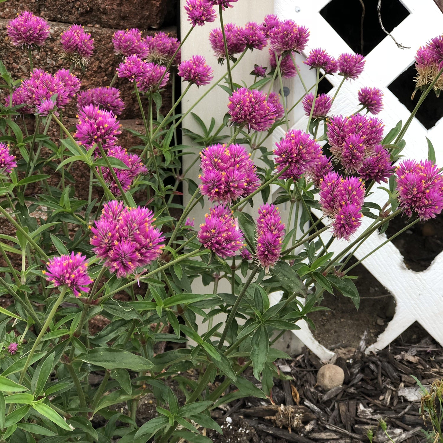 Truffula® Pink Globe Amaranth (Gomphrena) - Photo Property of Garden Crossings LLC