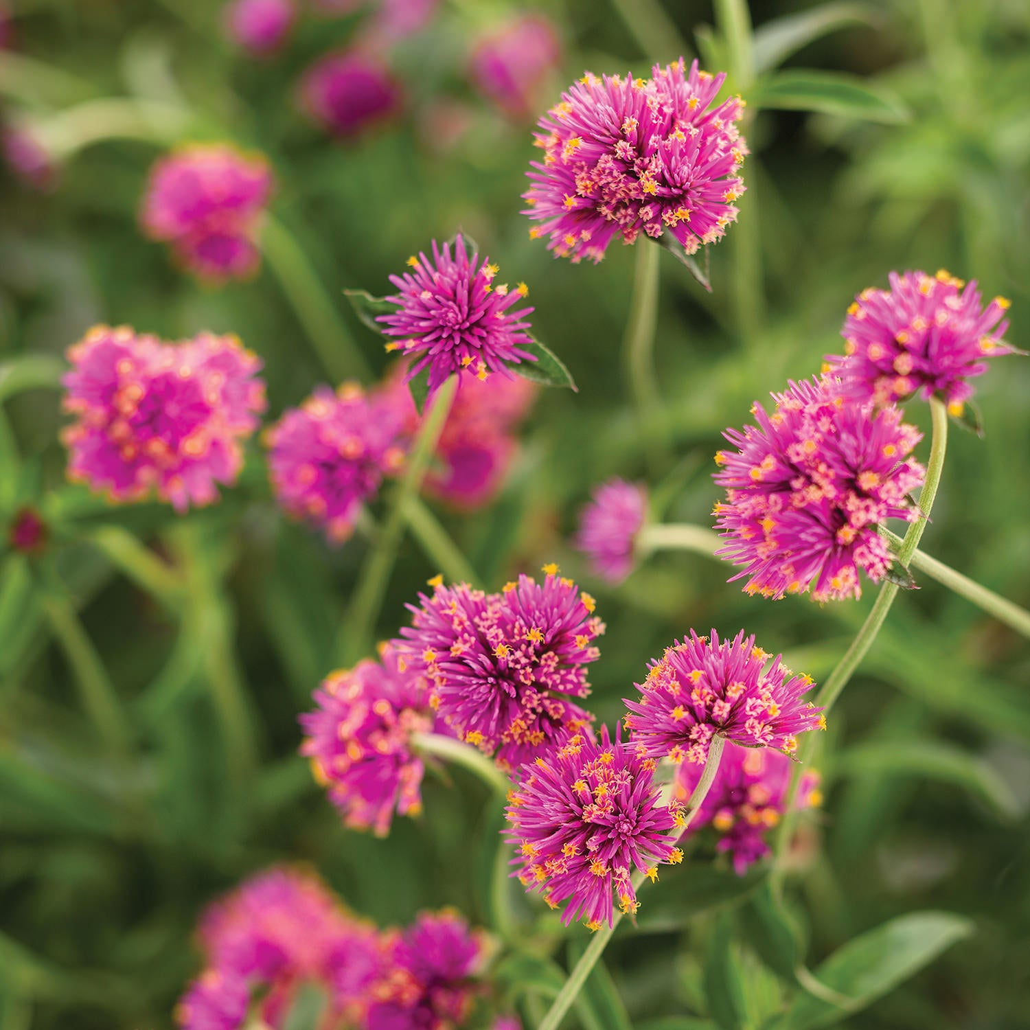 Truffula® Pink Globe Amaranth (Gomphrena) - Photo Courtesy of Proven Winners, Inc.