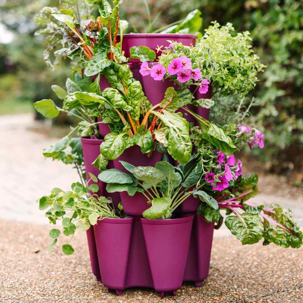3 Tier Greenstalk Planter in Plum color with plants - 