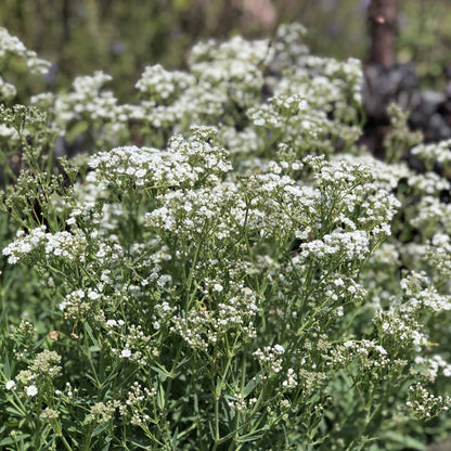 Festival Star® Baby's Breath (Gypsophila) - Photo Property of Garden Crossings LLC