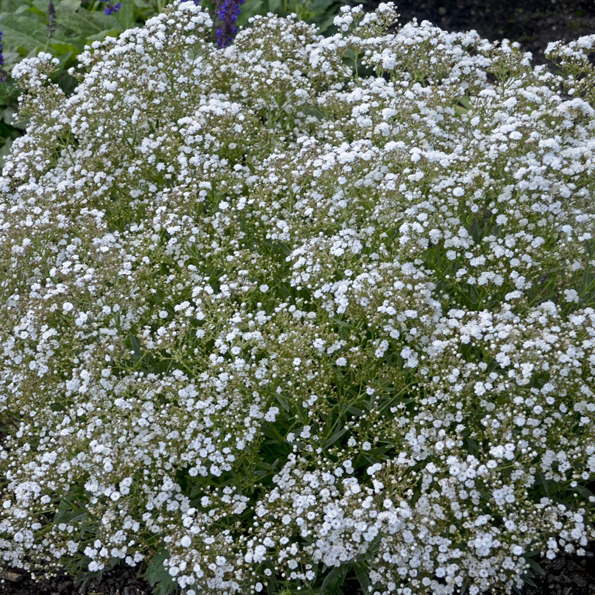 Festival Star® Baby's Breath (Gypsophila) - Photo Courtesy of Proven Winners, Inc.