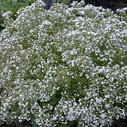 Festival Star® Baby's Breath (Gypsophila) - Photo Courtesy of Proven Winners, Inc.