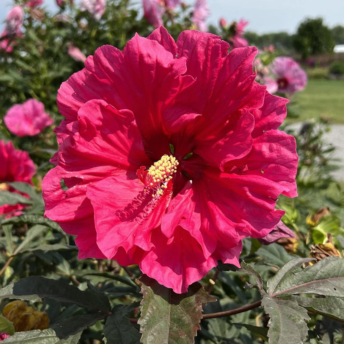 Bright pink hardy hibiscus rose mallow flower in bloom